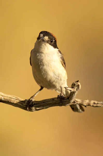 Woodchat Shrike Male Branch His Breeding Territory Mediterranean Forest Last — Stock Photo, Image