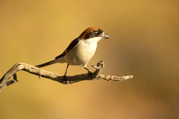 Woodchat Shrike Maschio Ramo All Interno Del Suo Territorio Allevamento — Foto Stock