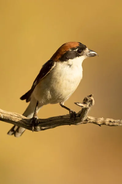 Woodchat Shrike Pes Větvi Jeho Chovném Území Středomořském Lese Posledním — Stock fotografie