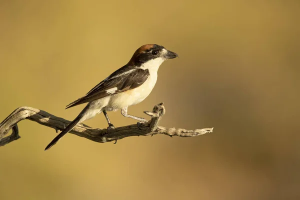 Woodchat Shrike Hím Egy Ágon Belül Tenyésztési Területén Egy Mediterrán — Stock Fotó