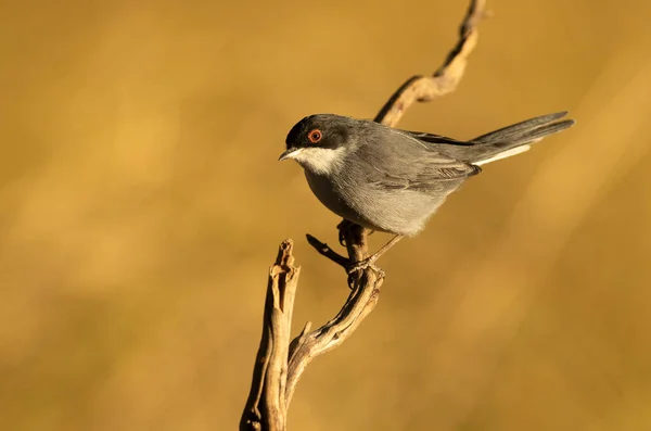 Sardische Grasmücke Auf Einem Ast Der Nähe Einer Natürlichen Quelle — Stockfoto