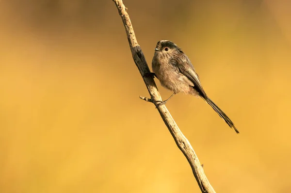 Long Tailed Tit Branch Natural Water Point Mediterranean Forest First — Stockfoto