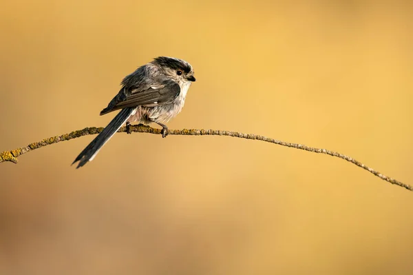 Long Tailed Tit Branch Natural Water Point Mediterranean Forest First — 스톡 사진