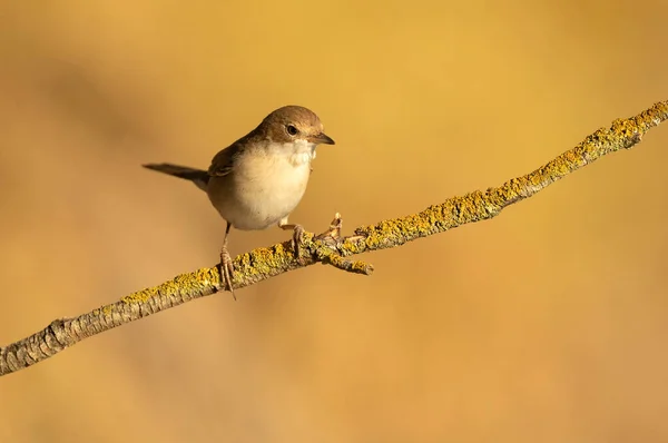 Gewone Witte Keel Een Tak Van Een Meidoorn Struik Zijn — Stockfoto