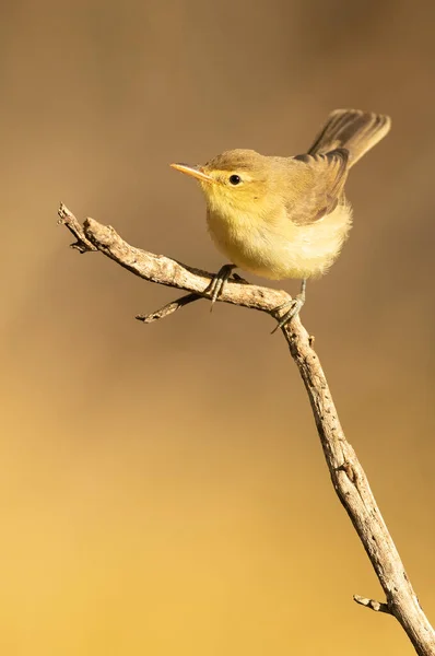 Melodious Warbler Branch Natural Lagoon First Light Dawn Mediterranean Forest — Stock Photo, Image