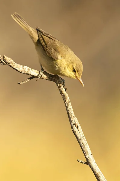 Melodieuze Warbler Een Tak Buurt Van Een Natuurlijke Lagune Met — Stockfoto