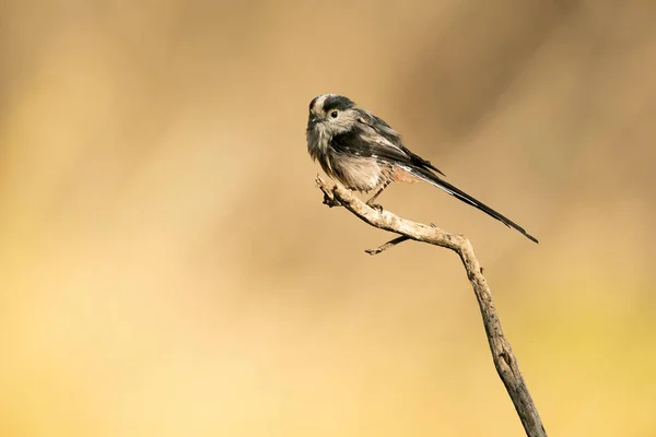 Long Tailed Tit Branch Natural Water Point Mediterranean Forest First — Stock fotografie