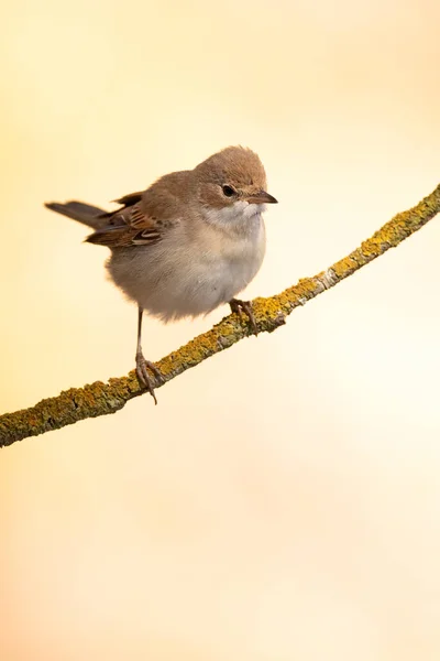 Whitethroat Comum Ramo Uma Moita Espinheiro Seu Território Com Primeira — Fotografia de Stock