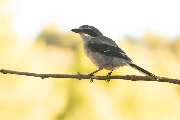 Southern Grey Shrike Innkeeper Its Territory First Light Dawn Mediterranean — Stock Photo, Image