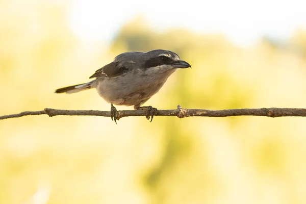 Südlicher Grauwürger Einem Wirt Seines Territoriums Mit Dem Ersten Morgenlicht — Stockfoto