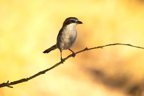 Südlicher Grauwürger Einem Wirt Seines Territoriums Mit Dem Ersten Morgenlicht — Stockfoto