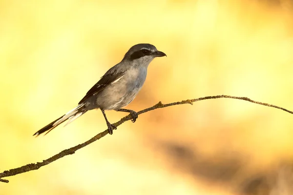 Southern Grey Shrike Innkeeper Its Territory First Light Dawn Mediterranean — Stock Photo, Image