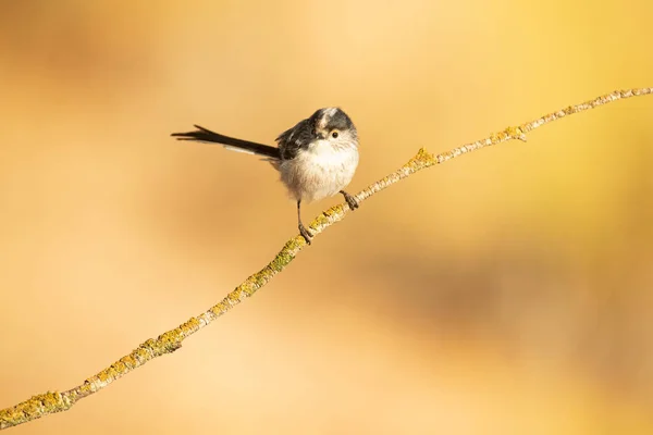 Long Tailed Tit Branch Natural Water Point Mediterranean Forest First — Foto Stock