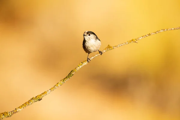 Long Tailed Tit Branch Natural Water Point Mediterranean Forest First — Stock fotografie