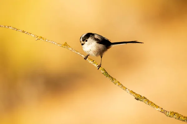 Long Tailed Tit Branch Natural Water Point Mediterranean Forest First — ストック写真