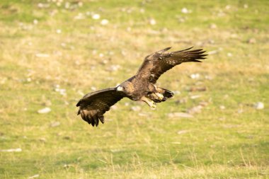 Altın kartal erkek, günün ilk ışıklarıyla Akdeniz ormanlarında uçuyor.