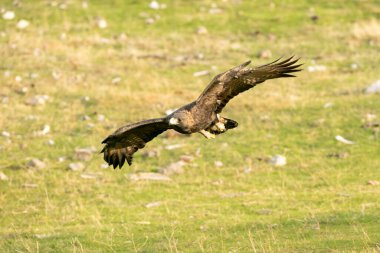 Altın kartal erkek, günün ilk ışıklarıyla Akdeniz ormanlarında uçuyor.