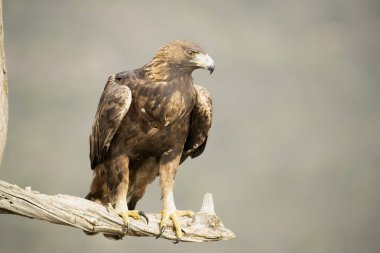 Yetişkin erkek altın kartal sonbaharın ilk ışıklarıyla dağlık bir Akdeniz bölgesinde