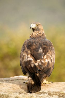 Yetişkin erkek altın kartal sonbaharın ilk ışıklarıyla dağlık bir Akdeniz bölgesinde