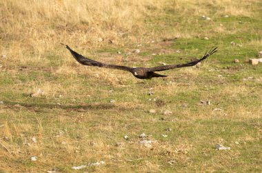 Altın kartal erkek, günün ilk ışıklarıyla Akdeniz ormanlarında uçuyor.