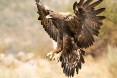 Yetişkin dişi altın kartal sonbaharda günün ilk ışıklarıyla Akdeniz ormanlarında uçuyor.