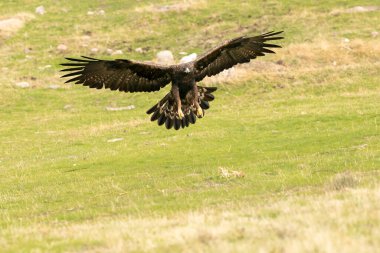 Yetişkin dişi altın kartal sonbaharda günün ilk ışıklarıyla Akdeniz ormanlarında uçuyor.
