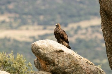 Yetişkin erkek altın kartal sonbaharın ilk ışıklarıyla dağlık bir Akdeniz bölgesinde