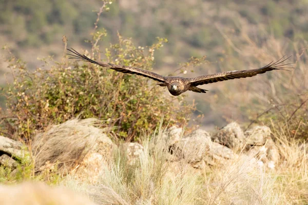 Águila Real Macho Volando Bosque Mediterráneo Con Primera Luz Del — Foto de Stock