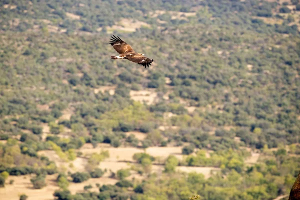 Aigle Royal Femelle Adulte Dans Une Zone Montagneuse Méditerranéenne Avec — Photo