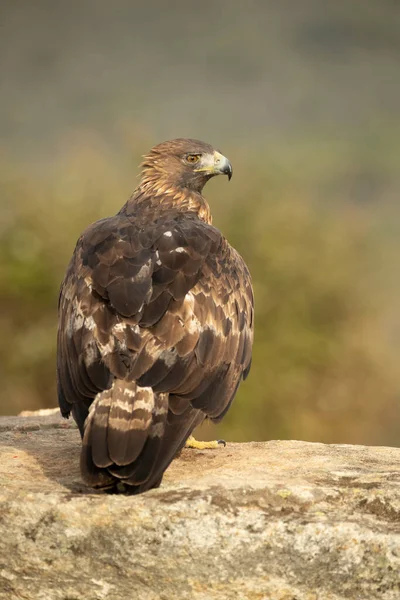 Ausgewachsene Männliche Steinadler Bergigen Mittelmeerraum Mit Dem Ersten Morgengrauen Herbst — Stockfoto