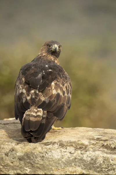 Águila Real Macho Adulto Una Zona Montañosa Mediterránea Con Primera —  Fotos de Stock
