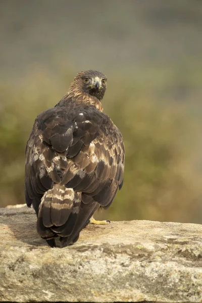 Yetişkin Erkek Altın Kartal Sonbaharın Ilk Işıklarıyla Dağlık Bir Akdeniz — Stok fotoğraf