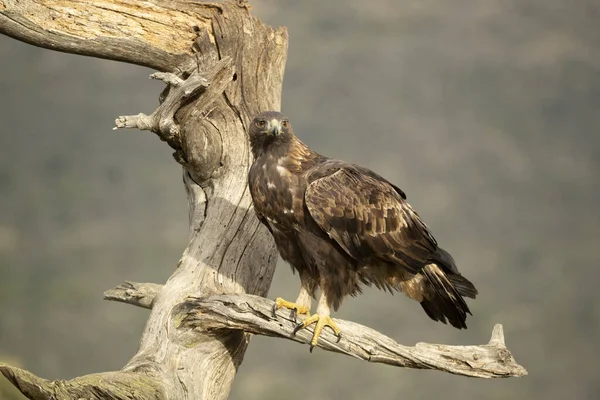 Adult Male Golden Eagle Mountainous Mediterranean Area First Light Dawn — Stock Photo, Image