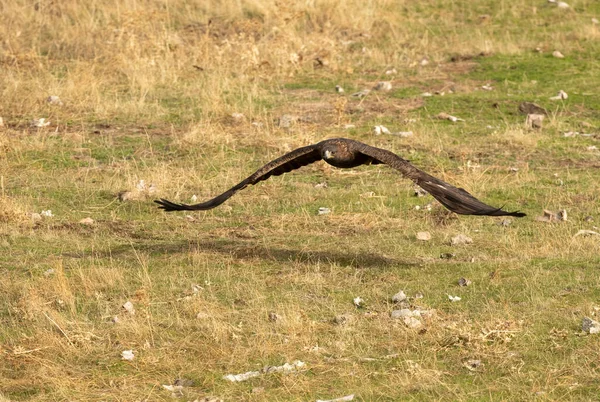 Golden Eagle Uros Lentää Välimeren Metsässä Päivän Ensimmäisen Valon Kanssa — kuvapankkivalokuva