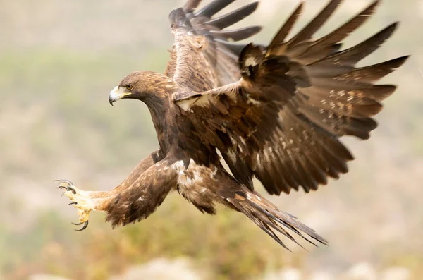 Adult Female Golden Eagle Flying Mediterranean Forest First Light Day — Stock Photo, Image