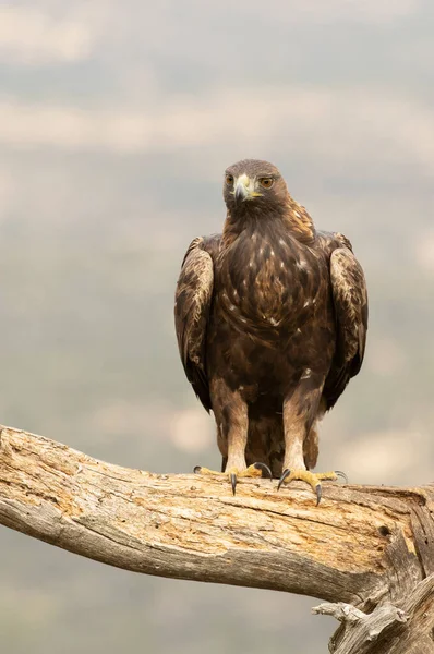 Águila Real Macho Adulto Una Zona Montañosa Mediterránea Con Primera — Foto de Stock