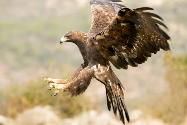 Águila Real Adulta Volando Bosque Mediterráneo Con Primera Luz Del — Foto de Stock