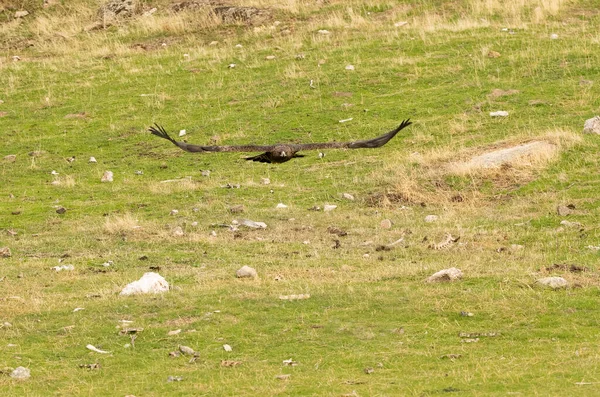 Aikuinen Naaras Golden Eagle Lentää Välimeren Metsässä Päivän Ensimmäisen Valon — kuvapankkivalokuva