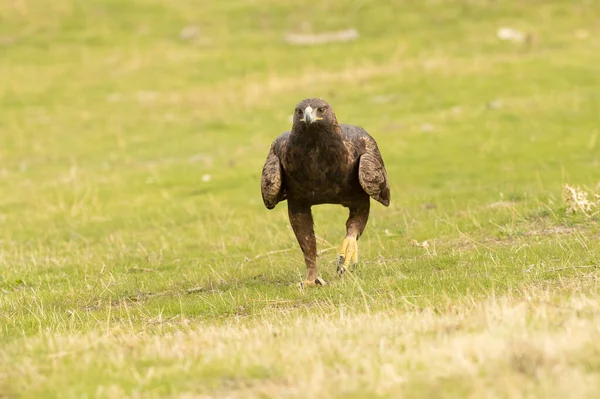 Águila Dorada Hembra Adulta Una Zona Montañosa Mediterránea Con Primera — Foto de Stock