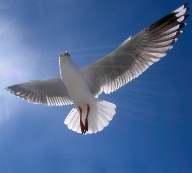 Güzel, sağlıklı Avustralya beyaz martısı, Silver Gull, kobalt mavisi gökyüzünde parlak güneş ışığı altında uçuyor. Bu ilahi yakalama açıkça kafa gözleri ve kanat tüylerinin detaylarını gösteriyor. Renkli doğa duvarı sanat görüntüsü. 