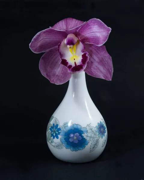 Hübsche Lavendelrosa Cymbidium Clarisse Orchidee Auch Als Boat Orchid Bekannt — Stockfoto