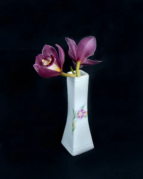 Pretty Lavender Pink Cymbidium Clarisse Orchid Também Conhecido Como Boat — Fotografia de Stock