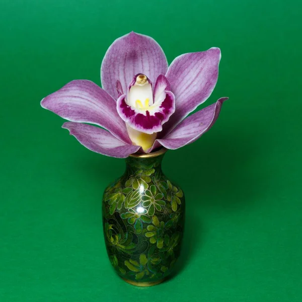 Ziemlich Lavendelrosa Cymbidium Clarisse Orchidee Auch Als Boat Orchid Bekannt — Stockfoto