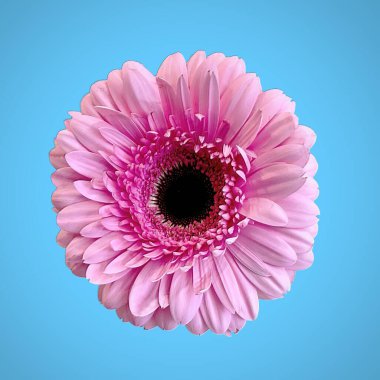 Şirin Pembe Gerbera Daisy yakın plan ve mavi bir arka planda izole edilmiş. Pembe Gerbera Grace ve Güzelliği simgeliyor. Doğa Duvarı Sanat Fotoğrafçılığı.