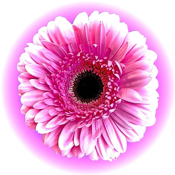 漂亮的粉色Gerbera Daisy Closeup 与白色背景隔离 Gerbera Daisy象征着爱 纯真和美丽 自然长城艺术摄影 — 图库照片
