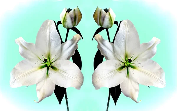 Imagen Gran Tamaño Dúo Majestuoso White Madonna Lily Cerca Detalle — Foto de Stock