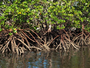 Tropik yeşil tuzlu su Mangrove ağaçları. Kökleri alçak gelgitte ortaya çıkar. Fraser Adası, Queensland.