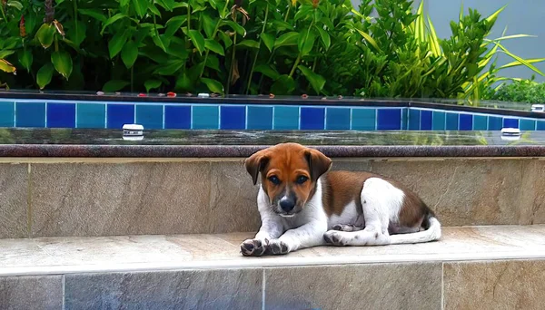 Νεαρό Καφέ Και Άσπρο Σκυλί Στηρίζεται Σκαλοπάτια Δίπλα Στην Πισίνα — Φωτογραφία Αρχείου
