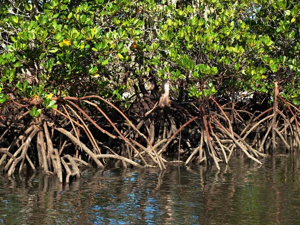 Tropik yeşil tuzlu su Mangrove ağaçları. Kökleri alçak gelgitte ortaya çıkar. Fraser Adası, Queensland.
