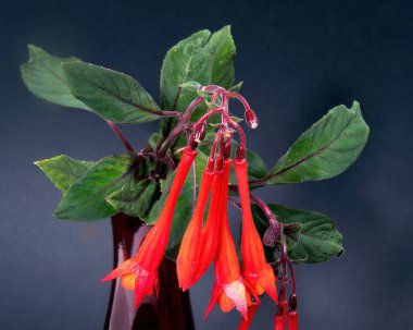 Güzel Red Fuchsia onagraceae taze çiçekleri yeşil yapraklarla kaplıdır siyah renkli bir arka planda izole bir şekilde. Makro resim.